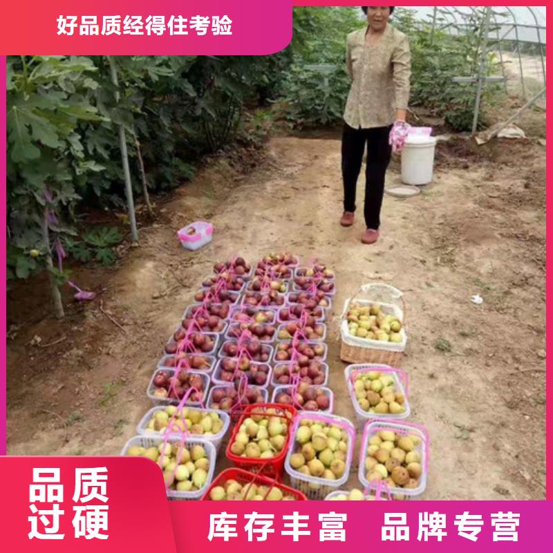 芭劳奈无花果苗出售