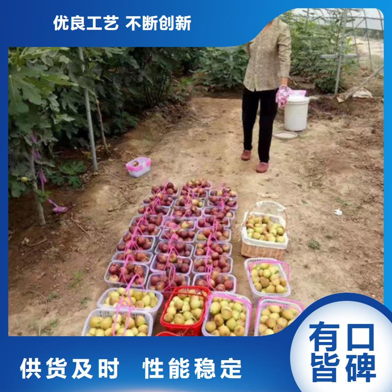 日本紫果无花果树