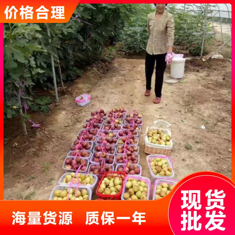 布兰瑞克无花果树苗