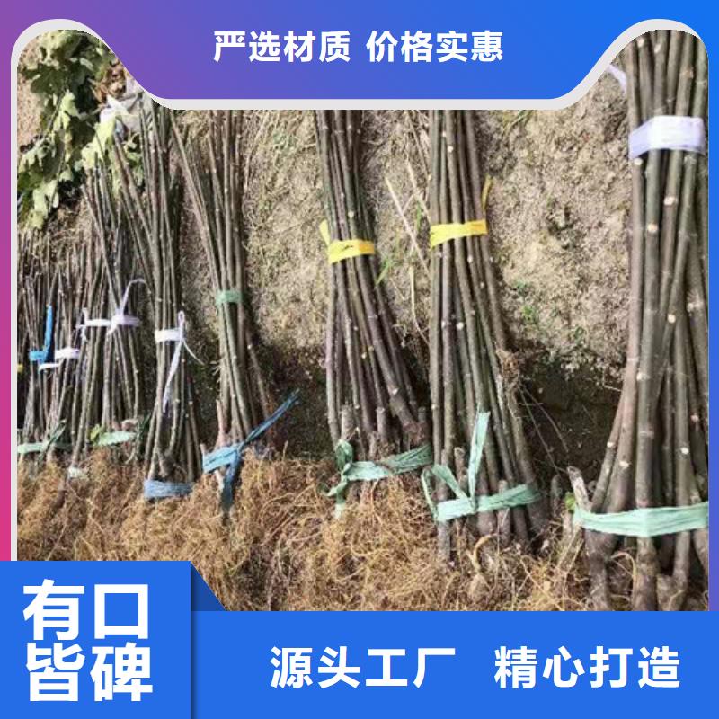 华丽无花果苗生产基地