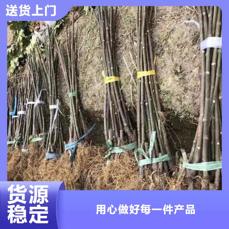 澄迈县波姬红无花果树苗一亩地种植利润