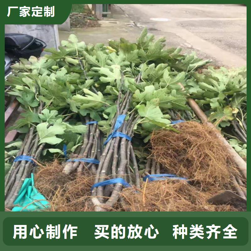 无花果车厘子苗重信誉厂家