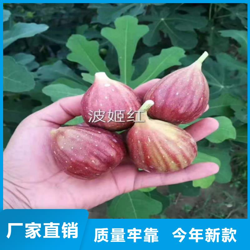 玛斯义陶芬无花果苗种植技术