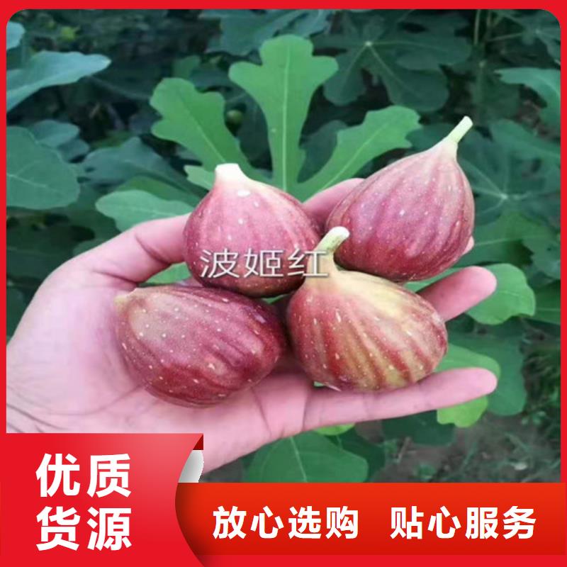 无花果车厘子苗重信誉厂家