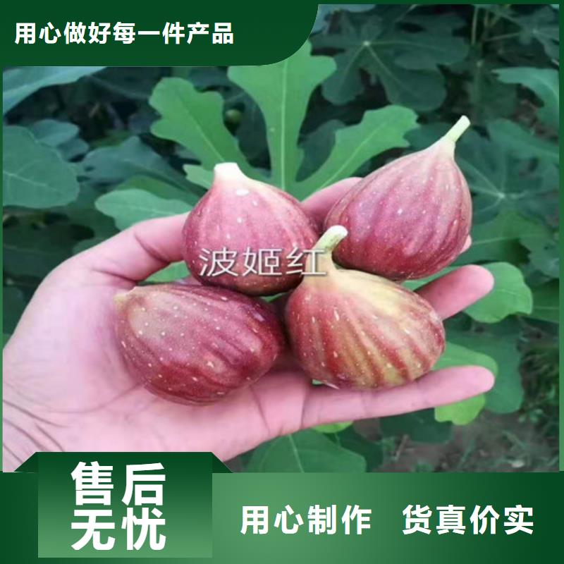 玛斯义陶芬无花果苗种植技术