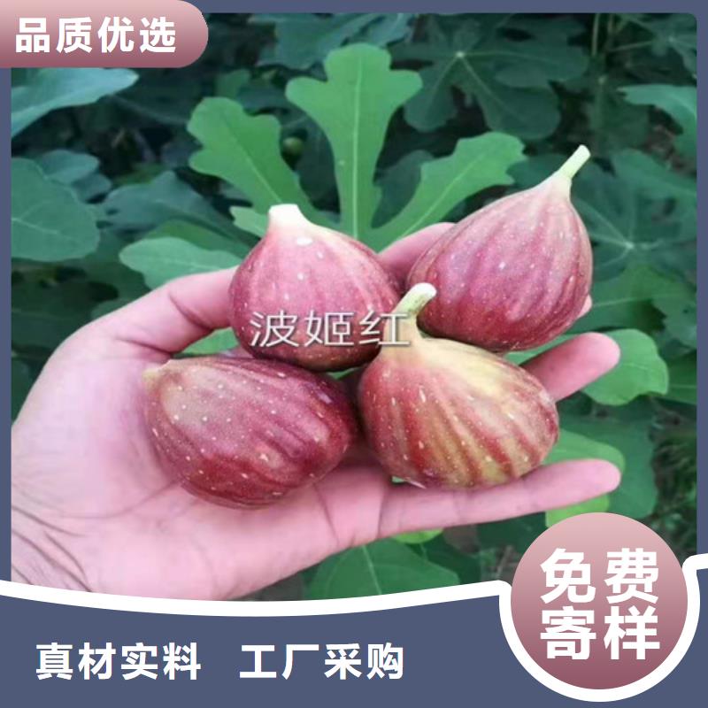 新疆早黄无花果苗