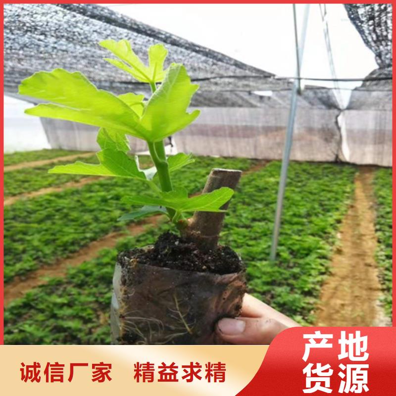 布兰瑞克无花果树零售批发