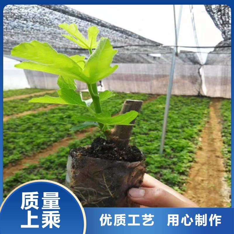 无花果蟠桃苗批发商