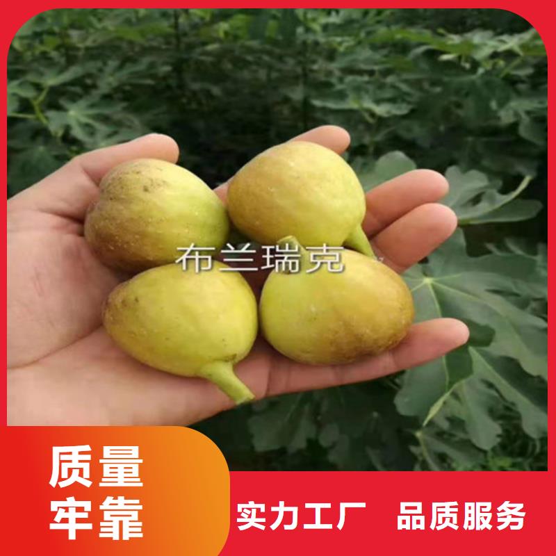 无花果车厘子苗重信誉厂家