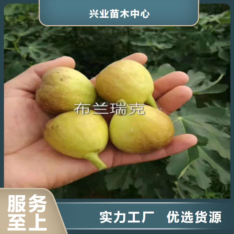 无花果蟠桃苗批发商