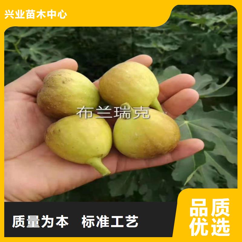 早黄无花果苗