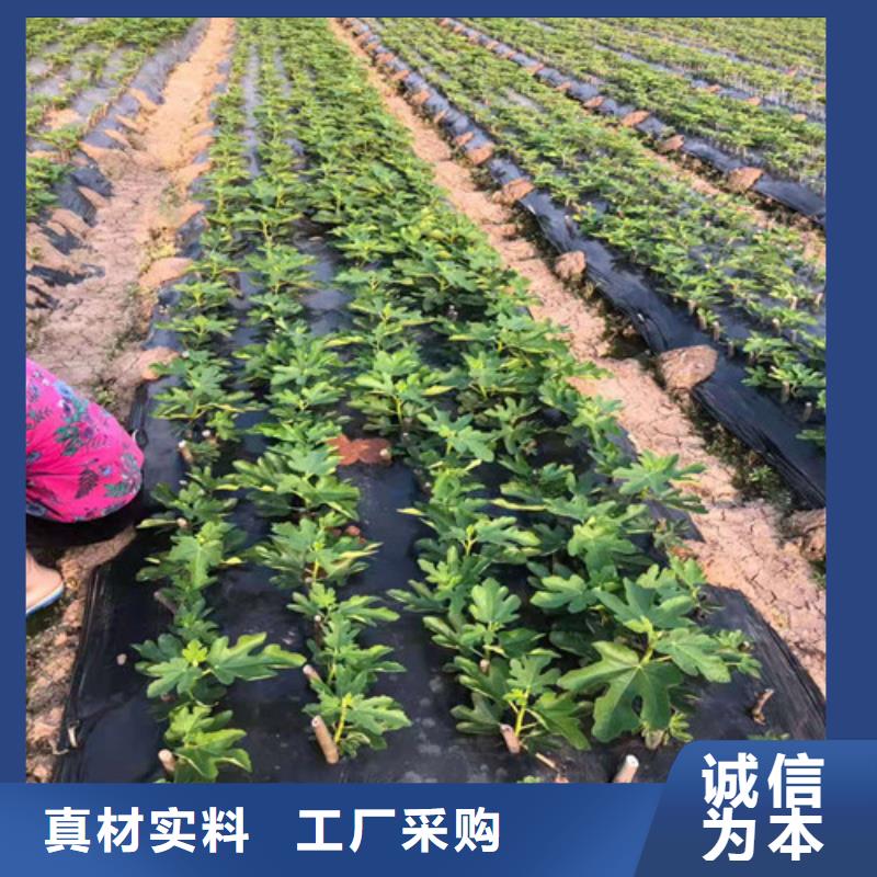 无花果苹果苗厂家现货供应