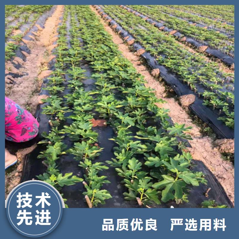 波姬红无花果树苗