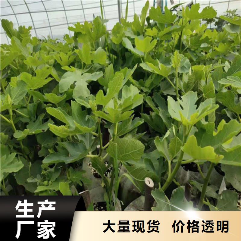 日本紫果无花果苗