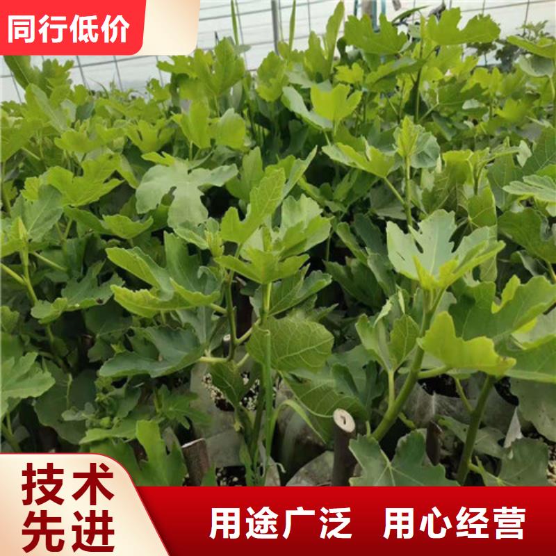 无花果油蟠7-7敢与同行比价格
