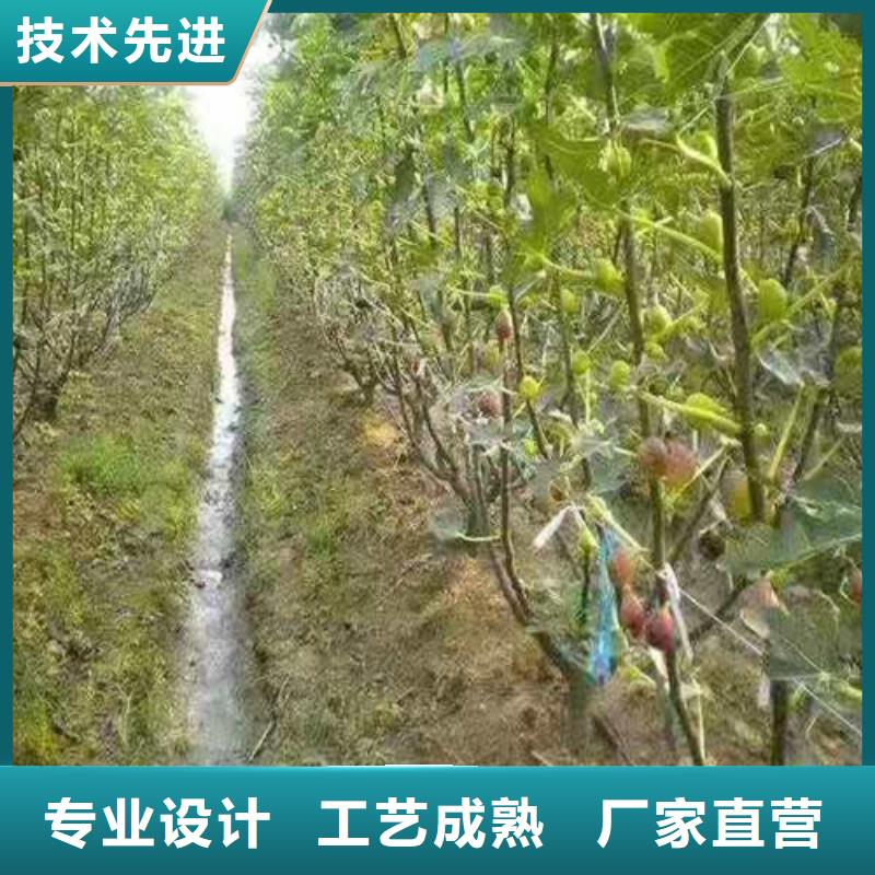 无花果无花果苗一对一为您服务