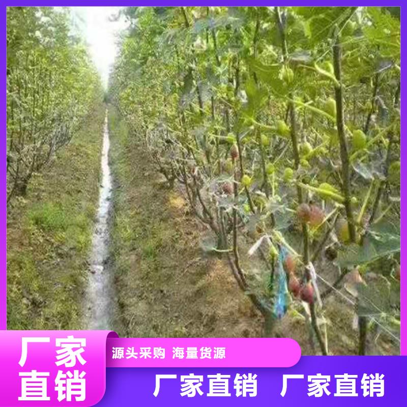 波姬红无花果多少钱一棵