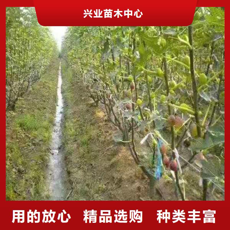 布兰瑞克无花果苗