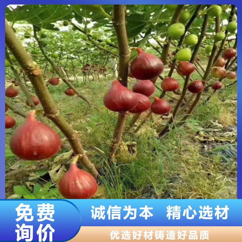 大青皮无花果苗