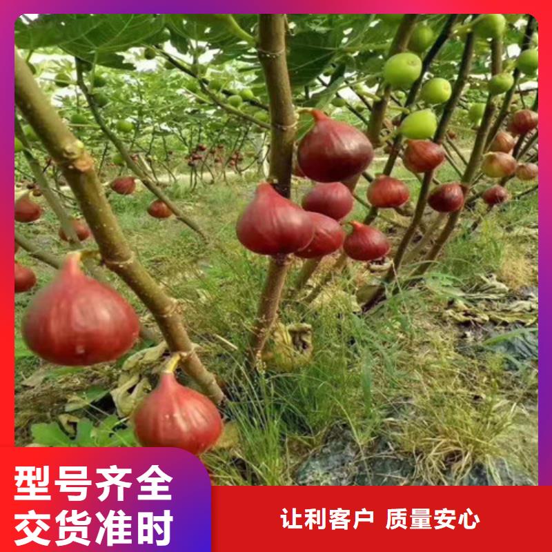 波姬红无花果枝条