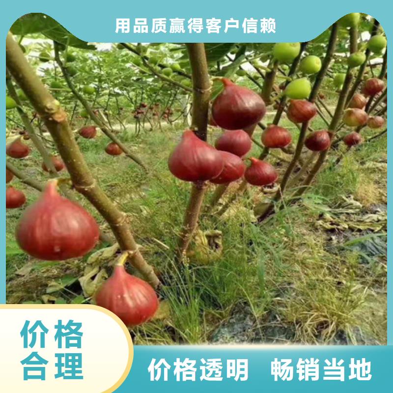 青皮无花果树苗品种大全