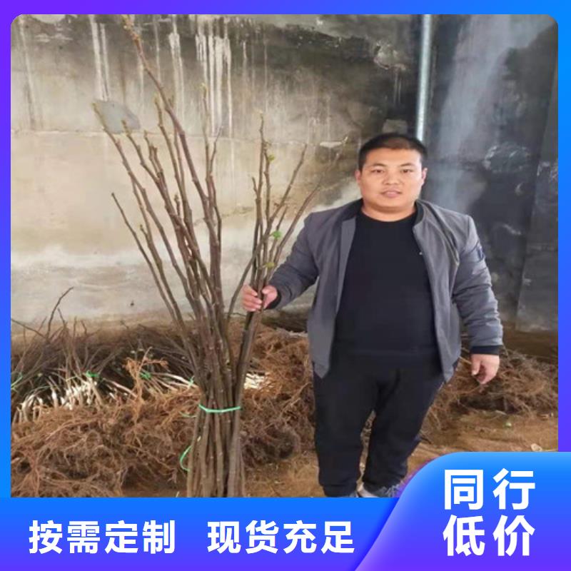 无花果,山楂苗质量安全可靠