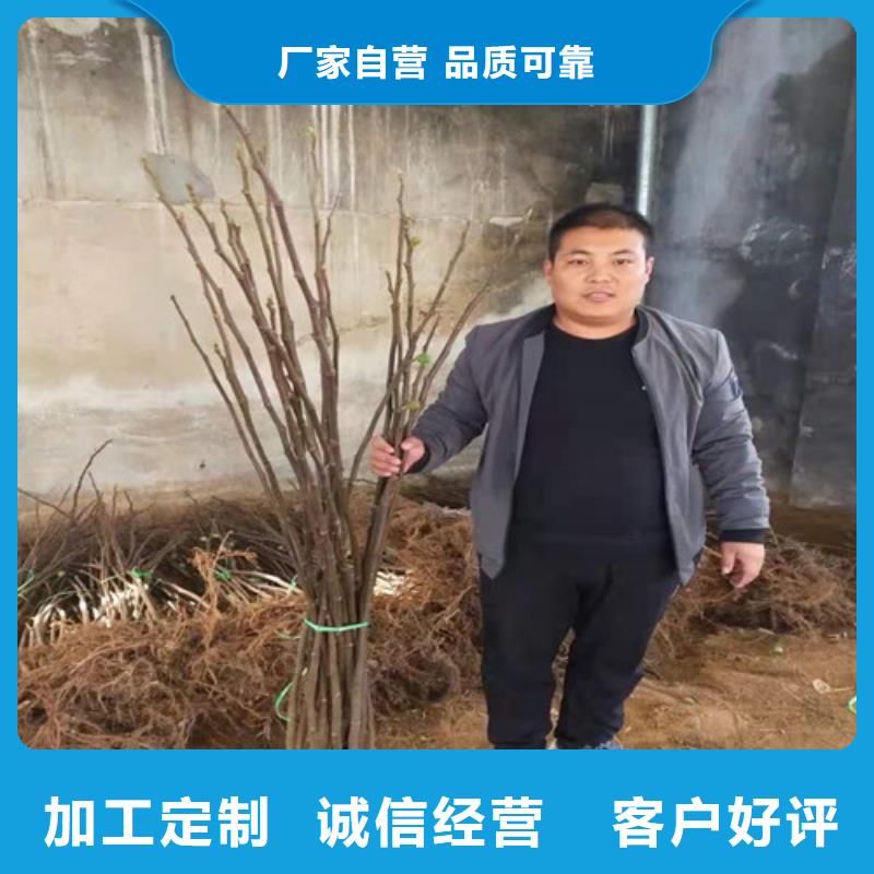 华丽无花果苗生产基地