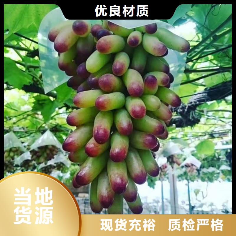 金手指葡萄苗