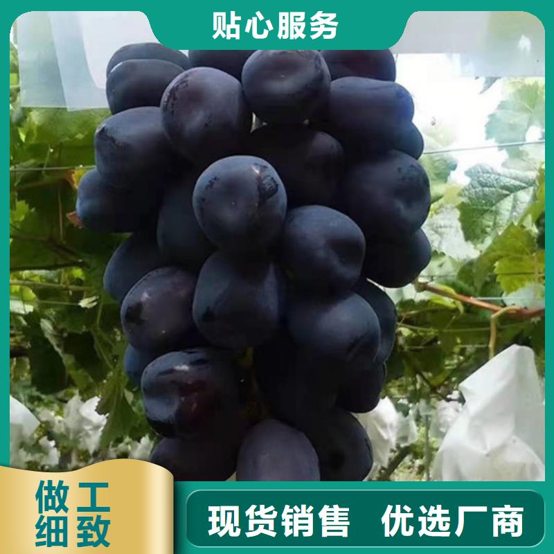 葡萄树苗报价
