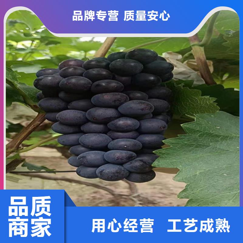 巨盛一号葡萄苗