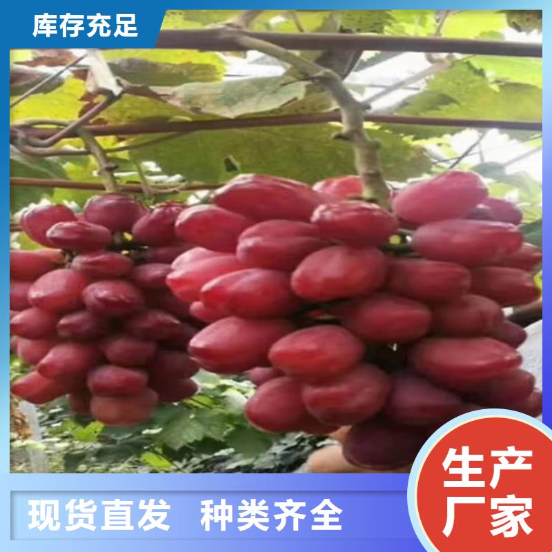 红芭拉多葡萄树