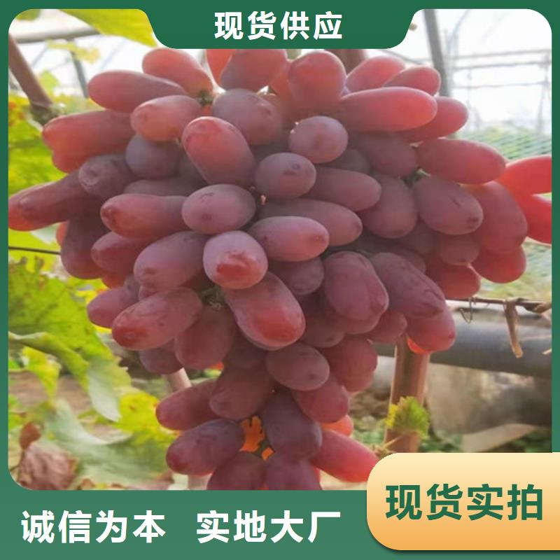 春光葡萄苗