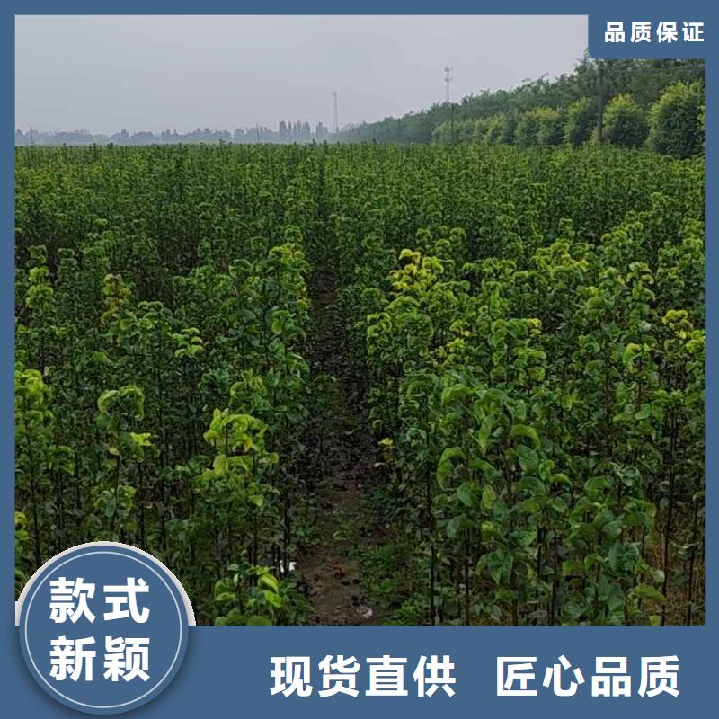 【梨,红香酥梨树苗多种规格供您选择】