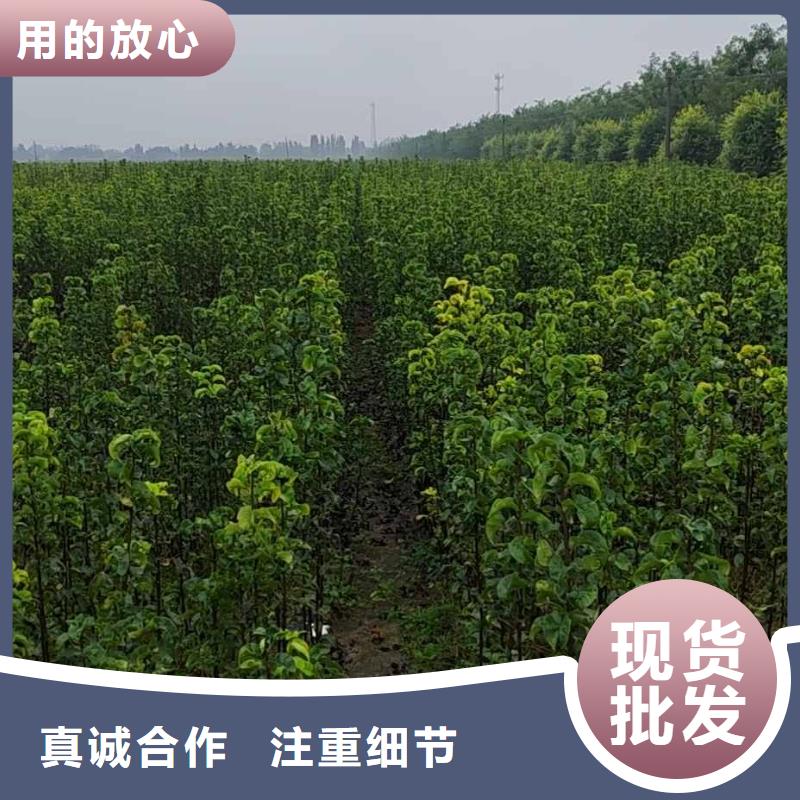 秋月梨树苗多少钱一株