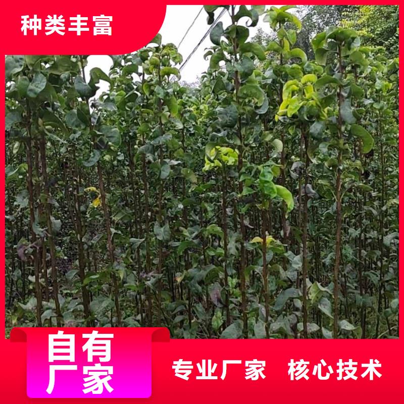 秋月梨种植苗苗木基地