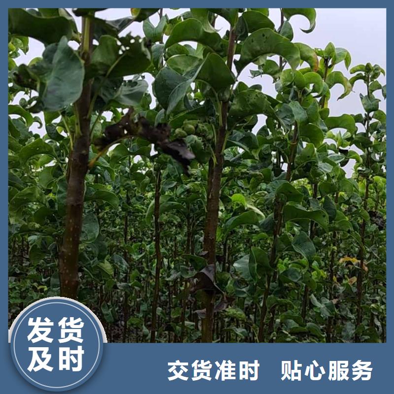 梨红香酥梨树苗专注产品质量与服务