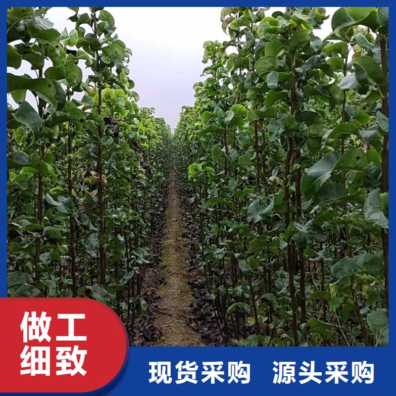 梨-秋月梨树苗一对一为您服务