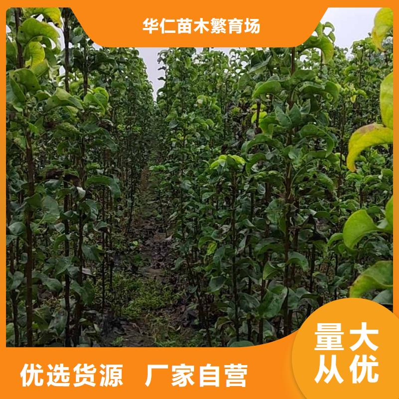 【梨】杜梨苗信誉至上