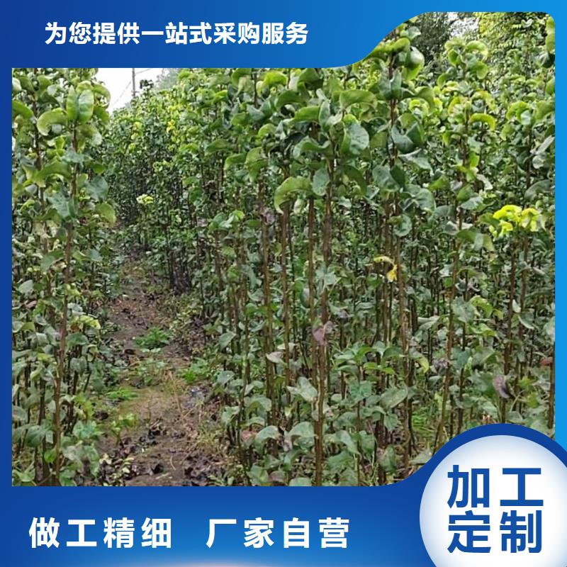 【梨】杜梨苗信誉至上