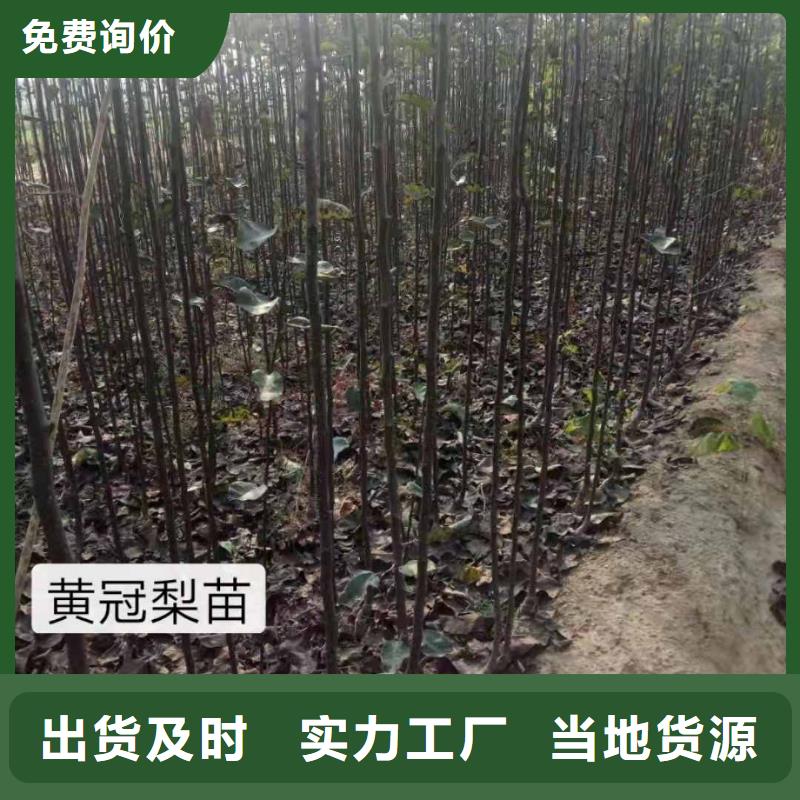 秋月梨树苗种植技术