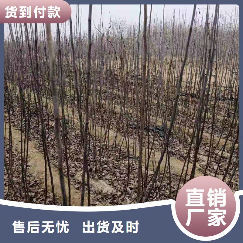 梨_玉露香梨树苗现货满足大量采购