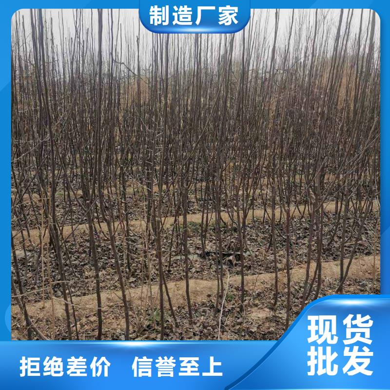 秋月梨苗怎么买