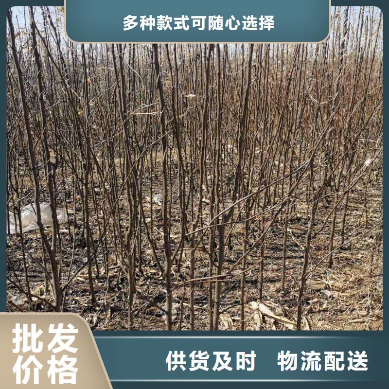 秋月梨苗合作社