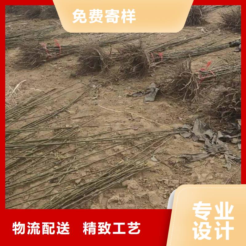 秋月梨苗批发低价