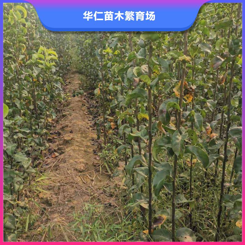 梨香酥梨树苗制造厂家