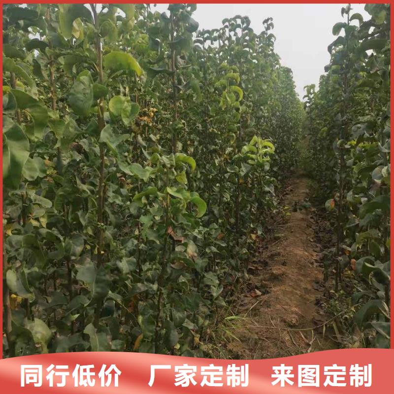 梨梨树苗基地多年行业积累