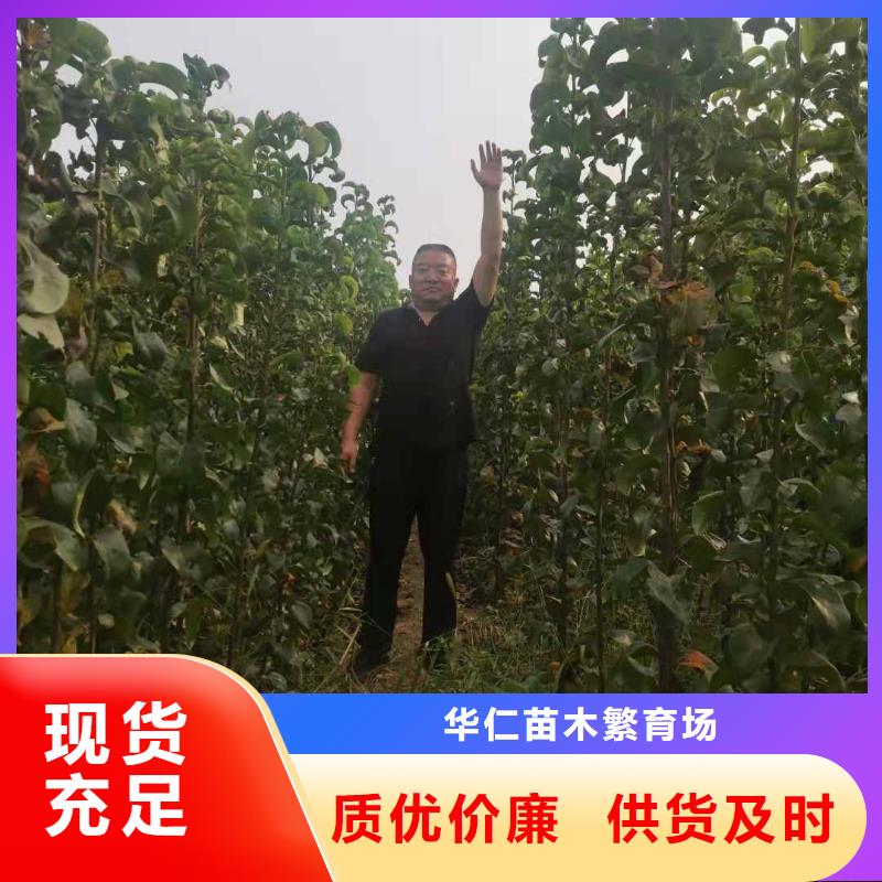 秋月梨苗苗圃基地
