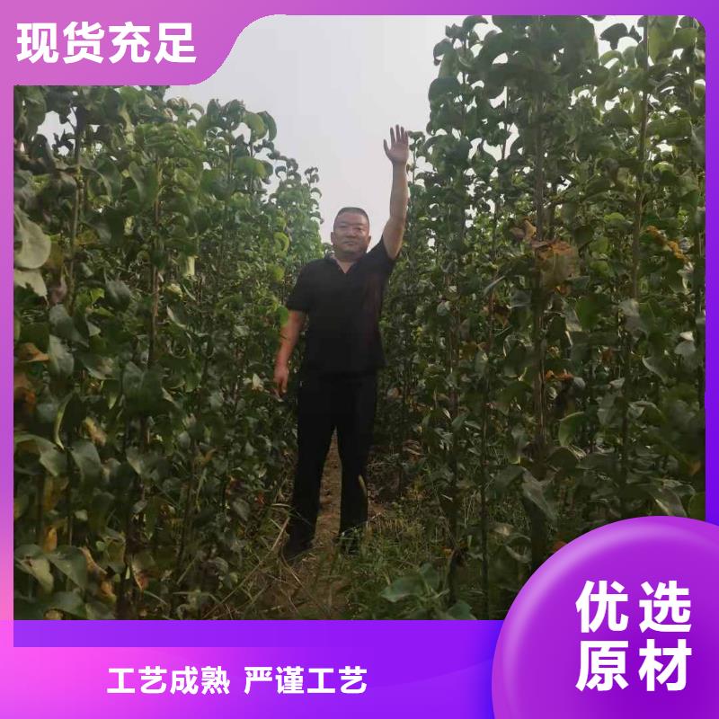 梨_【玉露香梨树苗】货到付款