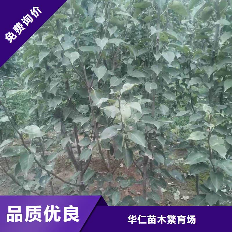 秋月梨树苗种植基地