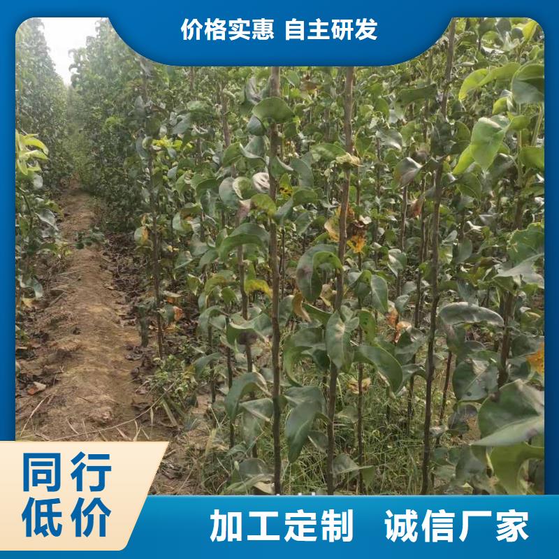 梨玉露香梨树苗多种规格供您选择